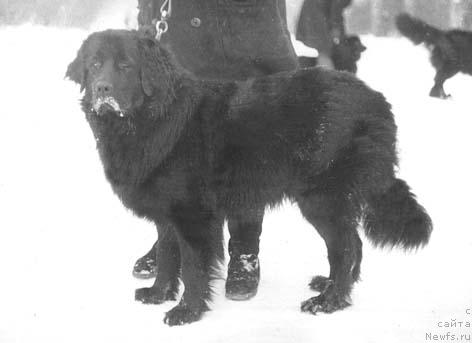 Фото: ньюфаундленд Pallada Him YEss (Паллада Хим Эсс)