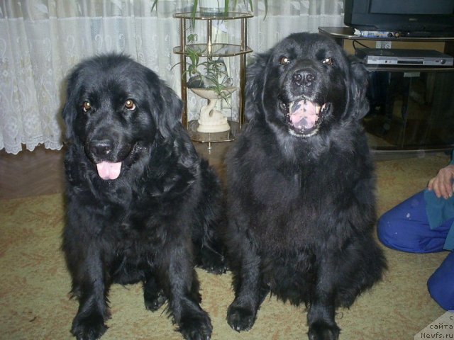 Фото: ньюфаундленд Odessa (Одесса)