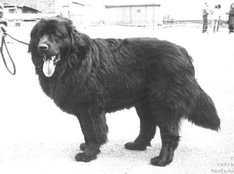 Фото: ньюфаундленд Pan Argon Amar (Пан Аргон Амар)