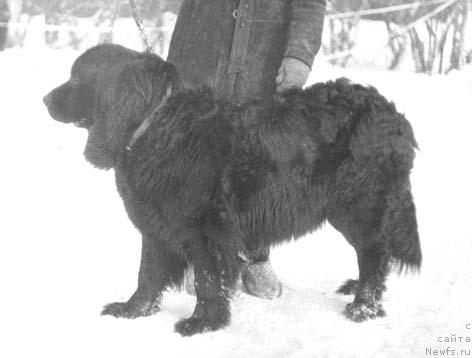 Фото: ньюфаундленд Nessi Greyz (Несси Грейз)