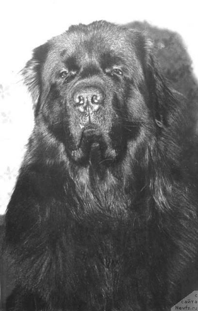 Фото: ньюфаундленд Jashot YUt Ta (Жашот Ют Та)