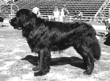 Фото: ньюфаундленд Jerardi YUt Ta (Жерарди Ют Та)