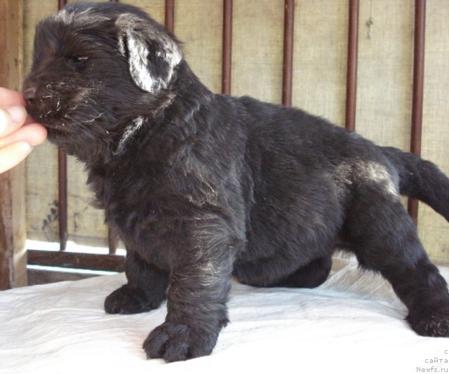 Фото: ньюфаундленд Ayeveliya Batterflyay (Аэвелия Баттерфляй)