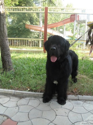 Фото: ньюфаундленд Kiper Soul Dolgojdannyiy Misha (Кипер Соул Долгожданный Миша)