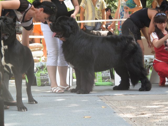 Фото: ньюфаундленд Kiper Soul Dolgojdannyiy Misha (Кипер Соул Долгожданный Миша)