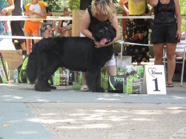 Фото: ньюфаундленд Kiper Soul Dolgojdannyiy Misha (Кипер Соул Долгожданный Миша)