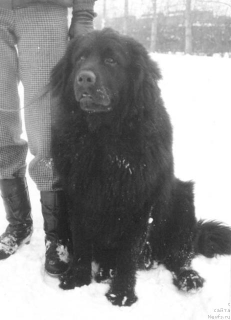 Фото: ньюфаундленд Syer Genri Gonor (Сэр Генри Гонор)