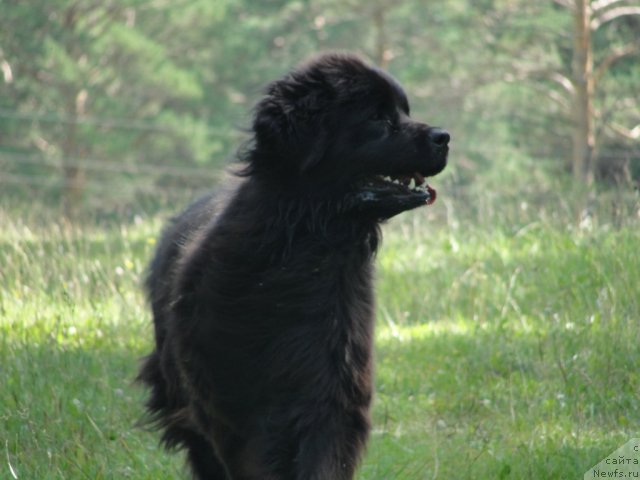 Фото: ньюфаундленд Jemchujina Sibiri ot Marleon Dusvik (Жемчужина Сибири от Марлеон Дусвик)