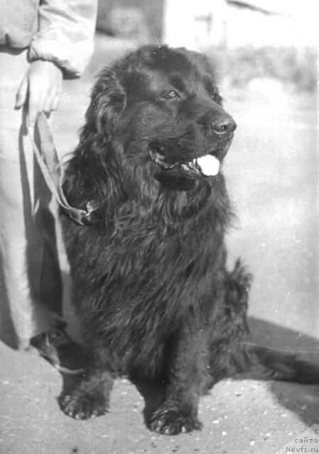 Фото: ньюфаундленд Jofrey Jakol'd (Жофрей Жакольд)