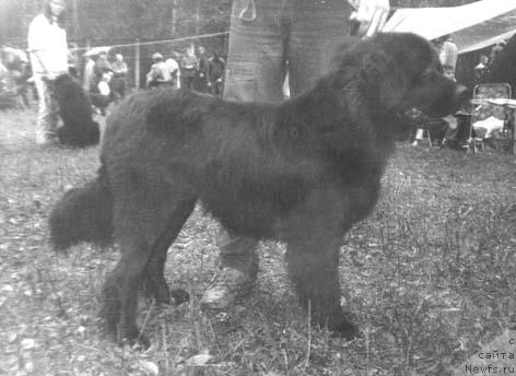 Фото: ньюфаундленд Naydo Debiya (Найдо Дебия)