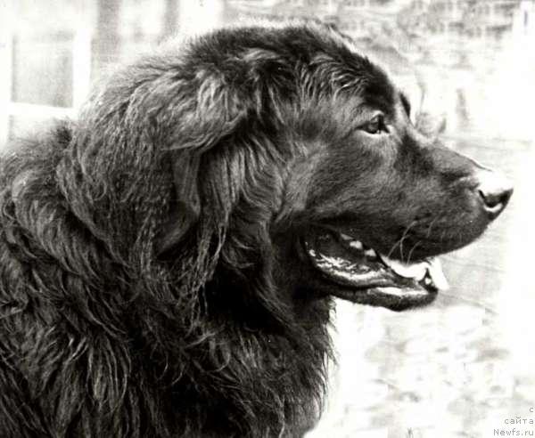 Фото: ньюфаундленд Gun Bagir (Гун Багир)