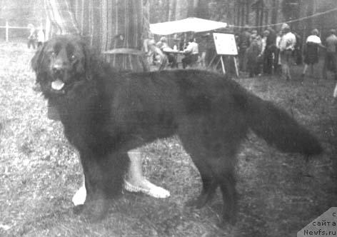 Фото: ньюфаундленд Seyni Ziko (Сейни Зико)