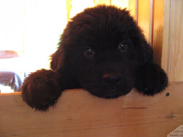 Фото: ньюфаундленд Smigar SHepot Nevskoy Volnyi (Смигар Шепот Невской Волны)