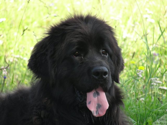 Фото: ньюфаундленд Jemchujina Sibiri ot Marleon Dusvik (Жемчужина Сибири от Марлеон Дусвик)