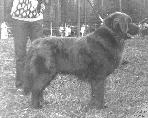 Фото: ньюфаундленд Kontiya (Контия)