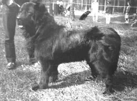 Фото: ньюфаундленд YEssen CHimmiy (Эссен Чиммий)