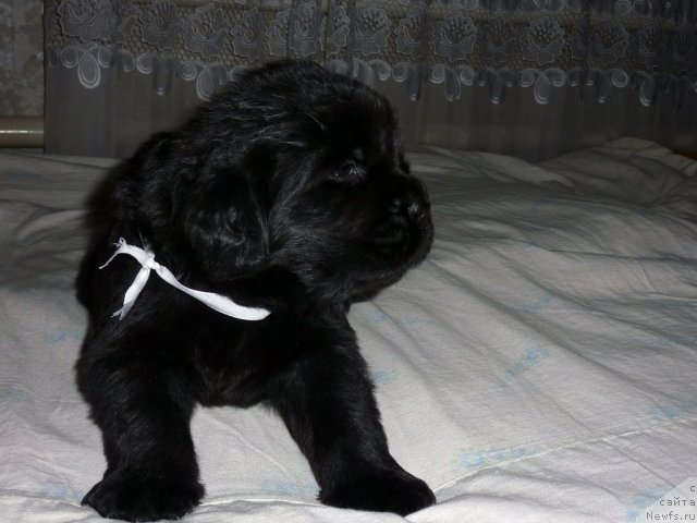 Фото: ньюфаундленд Bekhem Big Boy (Бекхем Биг Бой)