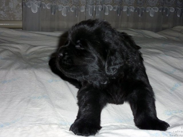 Фото: ньюфаундленд Bekhem Big Boy (Бекхем Биг Бой)