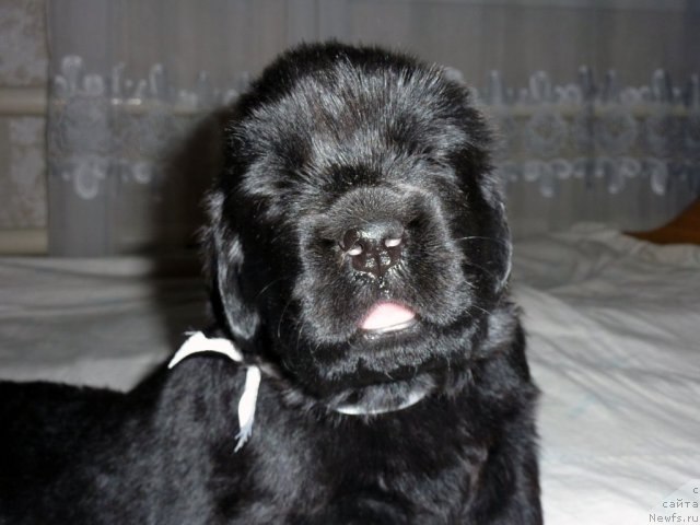 Фото: ньюфаундленд Bekhem Big Boy (Бекхем Биг Бой)