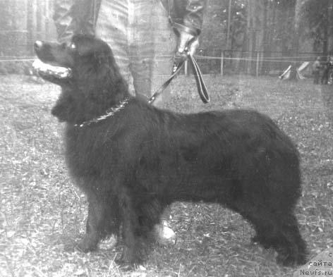 Фото: ньюфаундленд Brekan Cindra (Брекан Циндра)