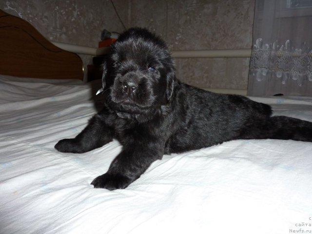 Фото: ньюфаундленд Bekhem Big Boy (Бекхем Биг Бой)