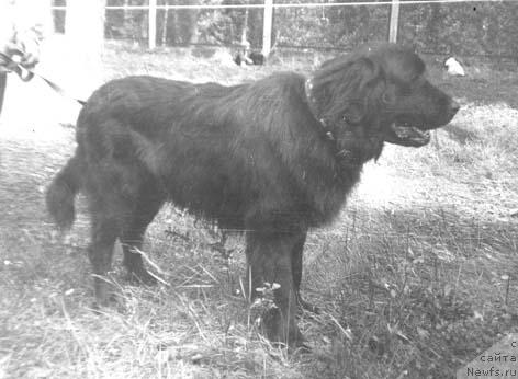 Фото: ньюфаундленд Cingo (Цинго)