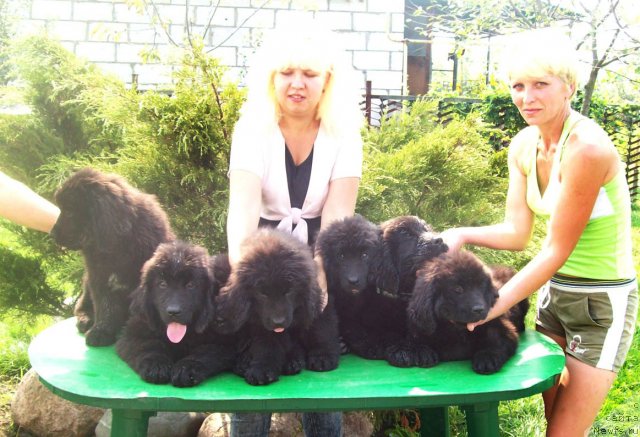 Фото: ньюфаундленд CHaynaya Roza (Чайная Роза), ньюфаундленд CHarodey Lyubvi (Чародей Любви), ньюфаундленд CHastichka Dushi (Частичка Души), ньюфаундленд CHernyiy Princ (Черный Принц), ньюфаундленд CHudo Paren' (Чудо Парень), ньюфаундленд CHisteyshiy Brilliant (Чистейший Бриллиант), ньюфаундленд CHudnaya Krasavica (Чудная Красавица)