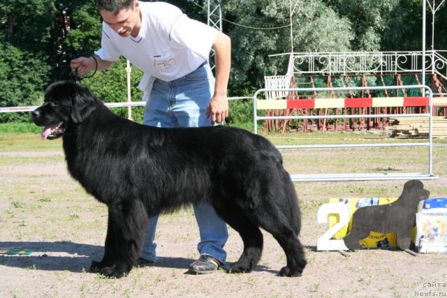 Фото: ньюфаундленд Usatyiy Nyan' Timosha (Усатый Нянь Тимоша)