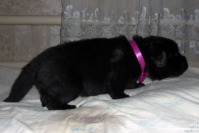 Фото: ньюфаундленд Belli Byord (Белли Бёрд)