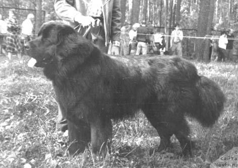 Фото: ньюфаундленд Nord Julan (Норд Жулан)