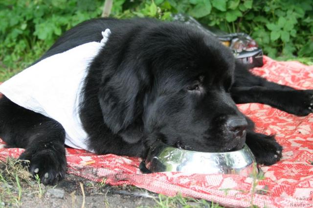 Фото: ньюфаундленд Usatyiy Nyan' Timosha (Усатый Нянь Тимоша)