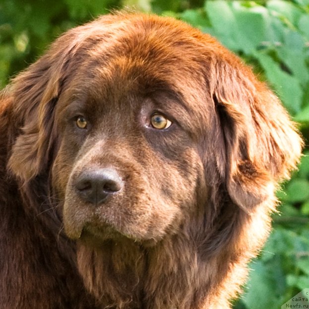 Фото: ньюфаундленд Taori Ross (Таори Росс)