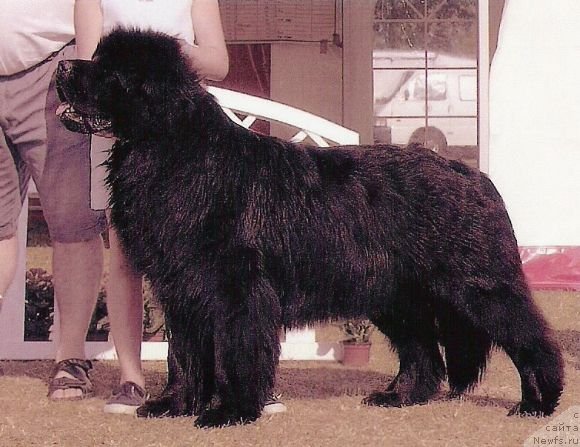 Фото: ньюфаундленд Bruder Ludvig Bar vom Gelderland