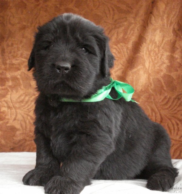 Фото: ньюфаундленд Ih Vyisochestvo Vladlena Madjiks (Их Высочество Владлена Маджикс)