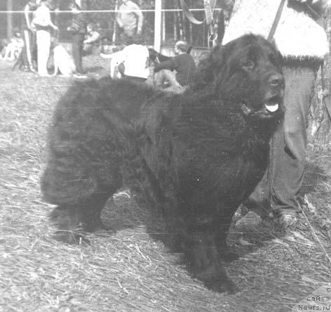 Фото: ньюфаундленд Don YArvol'f (Дон Ярвольф)