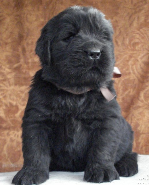 Фото: ньюфаундленд Ih Visochestvo Viola Zhanmonika (Их Высочество Виола Жанмоника)