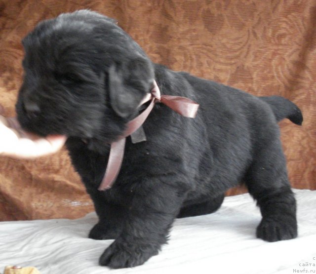 Фото: ньюфаундленд Ih Visochestvo Viola Zhanmonika (Их Высочество Виола Жанмоника)