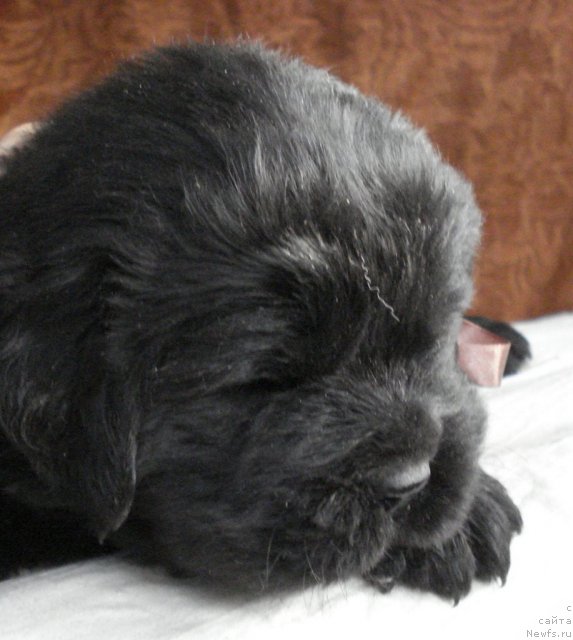 Фото: ньюфаундленд Ih Visochestvo Viola Zhanmonika (Их Высочество Виола Жанмоника)