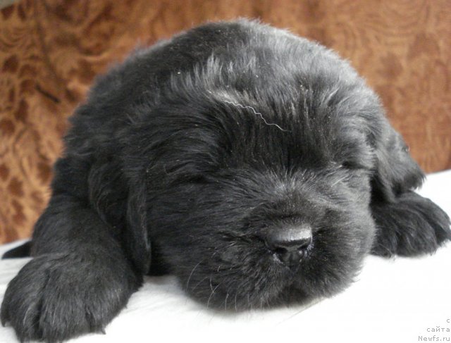 Фото: ньюфаундленд Ih Visochestvo Viola Zhanmonika (Их Высочество Виола Жанмоника)