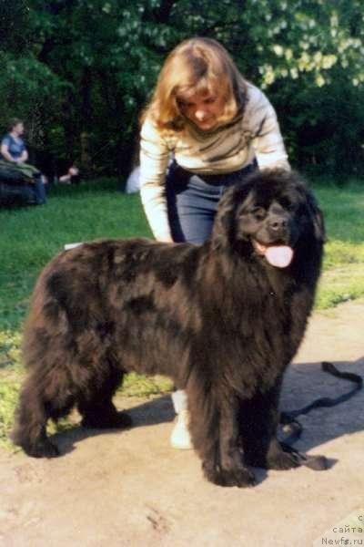 Фото: ньюфаундленд Bessika (Бессика)