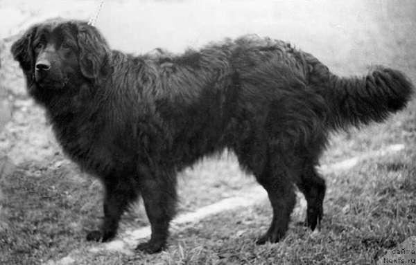 Фото: ньюфаундленд Kler (Клер)