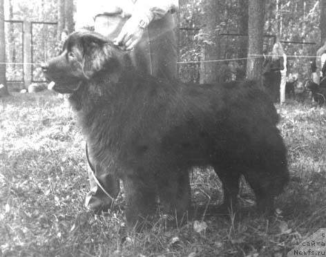 Фото: ньюфаундленд Seyni Zimbro (Сейни Зимбро)