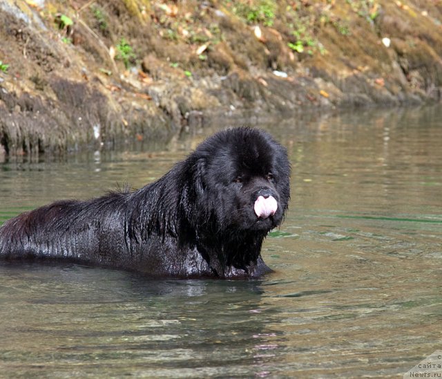 Фото: ньюфаундленд Potap Fidel' (Потап Фидель)