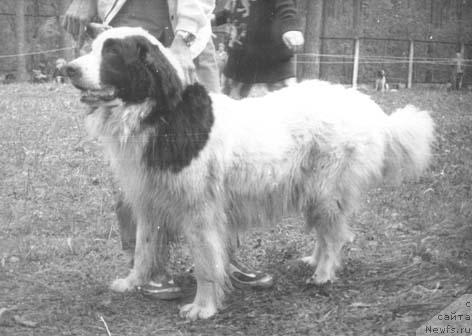 Фото: ньюфаундленд Bille (Билле)