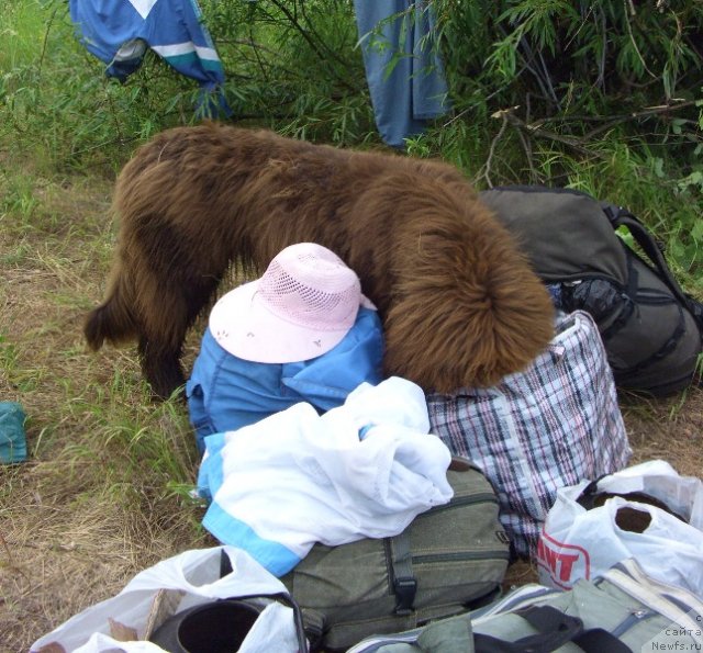 Фото: ньюфаундленд Barhatka Roskoshnaya (Бархатка Роскошная)