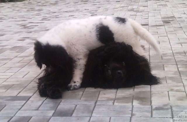 Фотография № 48048