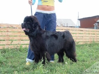 Фото: ньюфаундленд N'yufort Magiya Lyubvi (Ньюфорт Магия Любви)