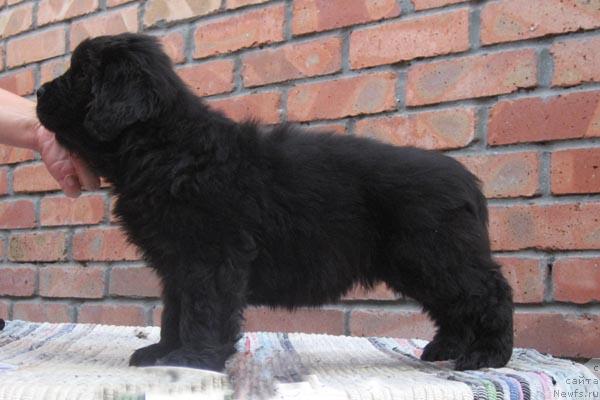 Фото: ньюфаундленд Krasnoyarskaya Intriga s Berega Dona (Красноярская Интрига с Берега Дона)