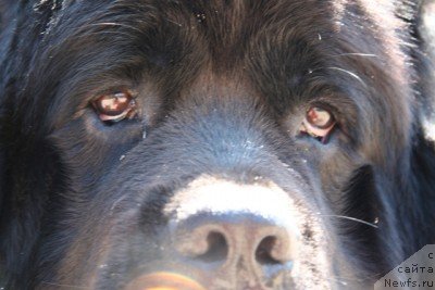 Фото: ньюфаундленд Laert Big Friend (Лаэрт Биг Френд)