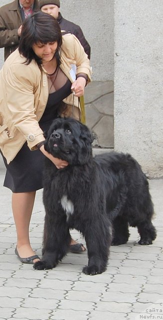 Фото: ньюфаундленд Bella Bravo (Белла Браво), Larisa Syikevich (Лариса Сыкевич)